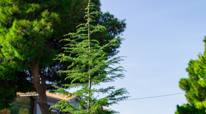 Συμβολική φύτευση ενός επιβλητικού κέδρου στην πλατεία Κεφαλαρίου