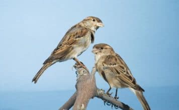 Στο Μουσείο Φυσικής Ιστορίας του Δήμου Αμαρουσίου τα παιδιά ζωγραφίζουν και μαθαίνουν για το σπουργίτι, με αφορμή την Παγκόσμια Ημέρα Σπουργιτιού