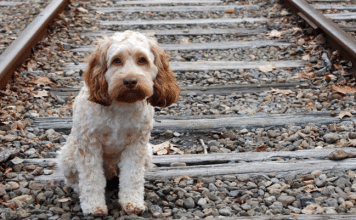 Ο Δήμος Πεντέλης μεριμνά για τα αδέσποτα ζώα και στις δύσκολες συνθήκες που δημιουργεί η κρίση με τον κορωνοϊό