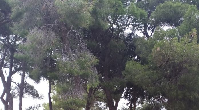 «ΥΙΟΘΕΤΗΘΗΚΑΝ» από τον ΣΕΠΠΒΑΤΥ τα δεντράκια του 7ου δημοτικού «ΥΙΟΘΕΤΗΘΗΚΑΝ» από τον ΣΕΠΠΒΑΤΥ τα δεντράκια του 7ου δημοτικού