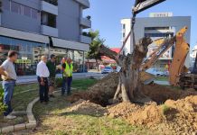 Μια υπεραιωνόβια ελιά 300 ετών… μεταδημότευσε στον Δήμο Ηρακλείου Αττικής