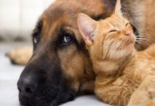 Δήμος Διονύσου: “Προστατέψτε τα αδέσποτα από την κακοκαιρία”