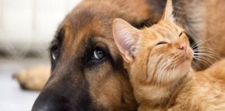 Δήμος Διονύσου: “Προστατέψτε τα αδέσποτα από την κακοκαιρία”