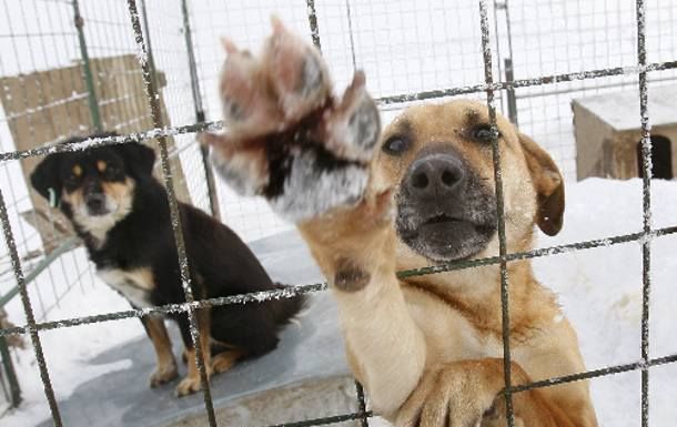 Ο Δήμος Παπάγου – Χολαργού δίπλα στα ζώα και απέναντι σε κάθε επίθεση