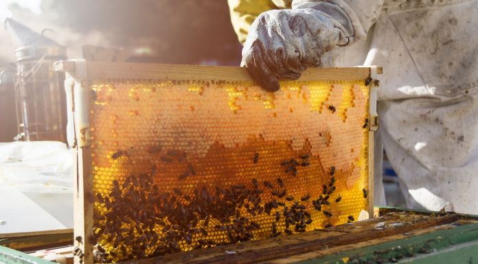 Μέχρι 31 Δεκεμβρίου 2020 η υποβολή δήλωσης κυψελών για διαχείμαση από τους μελισσοκόμους στην Περιφερειακή Ενότητα Βορείου Τομέα Αθηνών