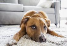 4 Οκτωβρίου: Παγκόσμια Ημέρα των Ζώων