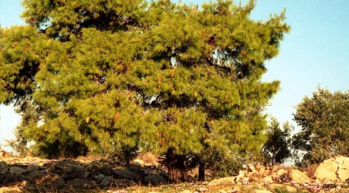 Ψεκασμοί για την καταπολέμηση της πιτυοκάμπης