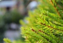 Ανακύκλωση χριστουγεννιάτικων δέντρων