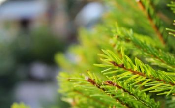 Ανακύκλωση χριστουγεννιάτικων δέντρων