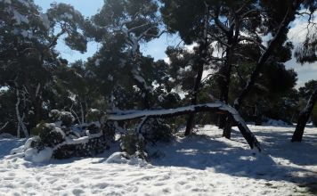 Η «Μήδεια» χτύπησε και το δάσος Συγγρού -Άμεση επέμβαση του ΙΓΕ για την αποκατάσταση του φυσικού τοπίου από την πρόσφατη κακοκαιρία
