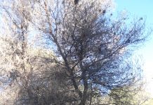 Δήμος Μπροστά+ “Εγκληματική αδιαφορία της δημοτικής αρχής για τους λιγοστούς πνεύμονες πρασίνου στο δήμο μας” .