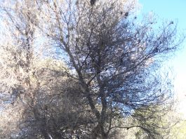 Δήμος Μπροστά+ “Εγκληματική αδιαφορία της δημοτικής αρχής για τους λιγοστούς πνεύμονες πρασίνου στο δήμο μας” .