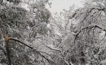Προσοχή σοβαρός κίνδυνος από την πτώση δέντρων – Αποφύγετε τις άσκοπες μετακινήσεις