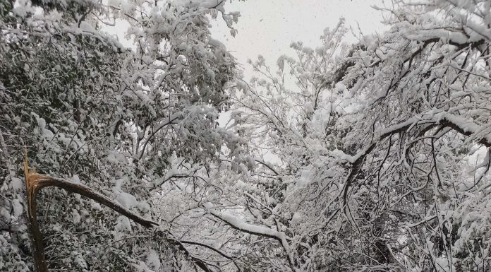 Προσοχή σοβαρός κίνδυνος από την πτώση δέντρων – Αποφύγετε τις άσκοπες μετακινήσεις Προσοχή σοβαρός κίνδυνος από την πτώση δέντρων – Αποφύγετε τις άσκοπες μετακινήσεις