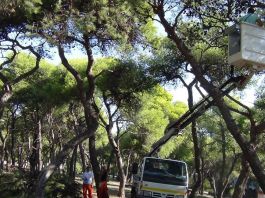 Δήλωση του Δημάρχου Λυκόβρυσης-Πεύκης Τ. Μαυρίδη για τα δάση