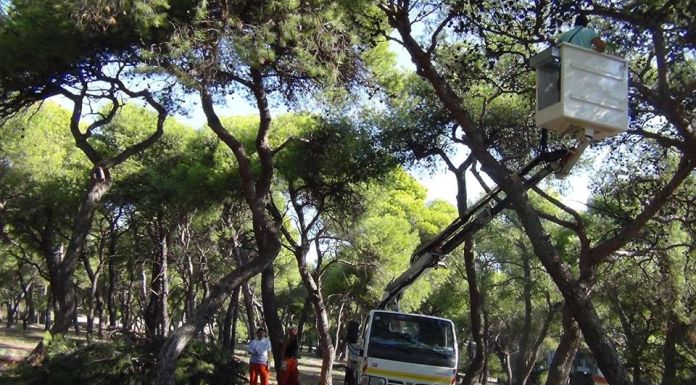 Δήλωση του Δημάρχου Λυκόβρυσης-Πεύκης Τ. Μαυρίδη για τα δάση