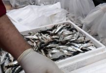 Φρέσκα ψάρια διανεμήθηκαν στους δικαιούχους του Κοινωνικού Παντοπωλείου