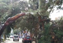 255 τόνοι κλαδεμάτων στο Δήμο Χαλανδρίου μετά τη Μήδεια – Τεράστια η απώλεια φυτικού κεφαλαίου