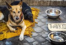 Συνεχείς δράσεις προστασίας και φροντίδας των αδέσποτων ζώων από το Δήμο Διονύσου