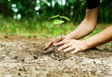 Δενδροφύτευση και καθαρισμός στο Αθλητικό κέντρο στα Πευκάκια Αγίας Παρασκευής