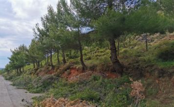 Συνεχίζεται η απομάκρυνση εύφλεκτης ύλης από όλες τις Δημοτικές Κοινότητες του Δήμου Διονύσου