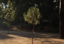 Μπλε παπαρούνες γέμισαν τη Ρεματιά Χαλανδρίου