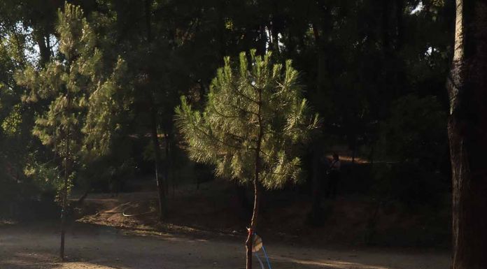 Μπλε παπαρούνες γέμισαν τη Ρεματιά Χαλανδρίου