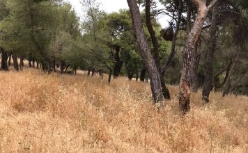 Γ. Θεοδωρακόπουλος: “Προσλήψεις με ρουσφέτια στο Δήμο”