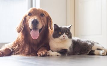 Παγκόσμια Ημέρα των Ζώων – Διήμερο εκδηλώσεων στην Κεντρική Πλατεία Χαλανδρίου