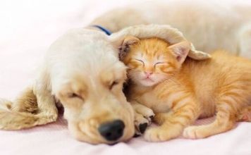 4 Οκτωβρίου: Παγκόσμια Ημέρα των Ζώων