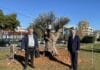 Ελιά 300 ετών κοσμεί τον εξωτερικό χώρο του Δημαρχείου Παπάγου – Χολαργού