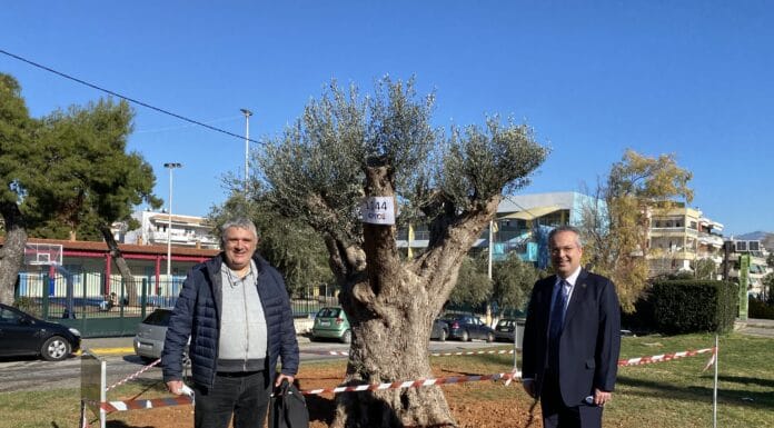 Ελιά 300 ετών κοσμεί τον εξωτερικό χώρο του Δημαρχείου Παπάγου – Χολαργού