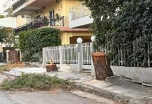 “Συμμαχια πολιτων” “ΥΠΟΛΟΓΗ Η ΔΙΟΙΚΗΣΗ ΤΟΥ ΔΗΜΟΥ ΜΑΣ ΓΙΑ ΤΗΝ ΜΗ ΝΟΜΙΜΗ ΚΟΠΗ ΤΡΙΩΝ ΜΕΓΑΛΩΝ ΠΕΥΚΩΝ”