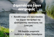 Δημοτολόγιο για τα ζώα συντροφιάς δημιουργεί ο Δήμος Χαλανδρίου – Θα τοποθετηθούν δωρεάν 200 μικροτσίπ