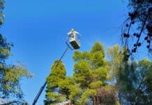 “Ξεκίνησε ο ψεκασμός για τον έλεγχο του πληθυσμού της κάμπιας του πεύκου”