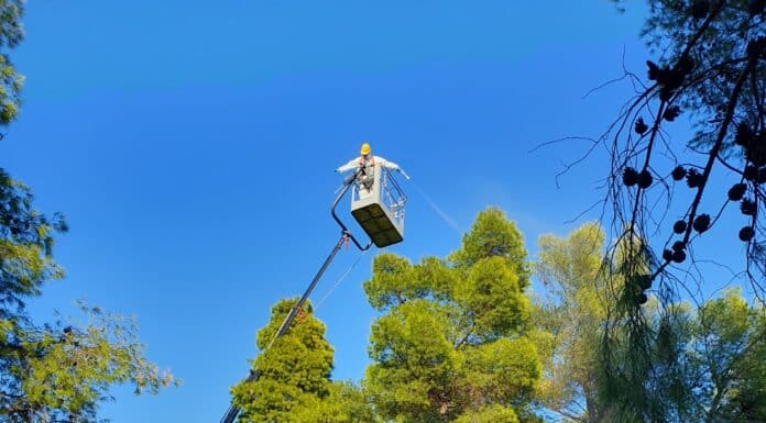 “Ξεκίνησε ο ψεκασμός για τον έλεγχο του πληθυσμού της κάμπιας του πεύκου”