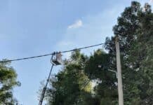 Ψεκασμός για τον έλεγχο του πληθυσμού της κάμπιας του πεύκου θα πραγματοποιηθεί 12-13/11