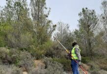 Ο Σύνδεσμος Δήμων για την Προστασία και Ανάπλαση του Πεντελικού (ΣΠΑΠ) ξεκίνησε από τη Δευτέρα 30 Ιανουαρίου το πρόγραμμα κοψίματος και καψίματος κουκουλιών πιτυοκάμπης (κάμπιας) για το 2023 σε αναδασωμένες περιοχές του Πεντελικού.