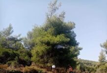 Δήλωση του Δημάρχου Διονύσου Γιάννη Καλαφατέλη ενόψει της αντιπυρικής περιόδου που ξεκίνησε την 1η Μαΐου 2023