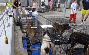 Οι Μαρουσιώτες στο πλευρό των πυρόπληκτων ζώων