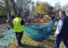 Με εκπαιδευτικό και κοινωνικό πρόσημο η συγκομιδή των ελιών από το πάρκο Κυπρίων Αγωνιστών στο Μαρούσι από το Δήμο Αμαρουσίου