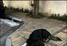 Ο Δήμος Λυκόβρυσης – Πεύκης ζητά εθελοντές για την προστασία των αδέσποτων