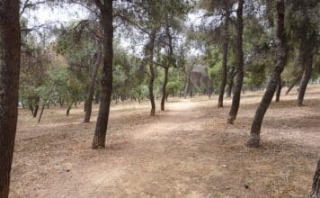 ΑΠΟΦΑΣΗ ΕΦΕΤΕΙΟΥ ΓΙΑ ΔΑΣΟΣ ΜΟΡΕΛΛΑ