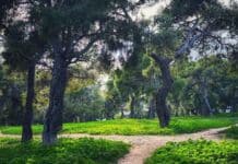 Με πρωτοβουλία και συντονισμό του Δήμου Λυκόβρυσης – Πεύκης άρχισαν εθελοντές περιπολίες στα δάση της πόλης