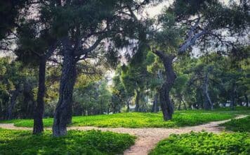 Με πρωτοβουλία και συντονισμό του Δήμου Λυκόβρυσης – Πεύκης άρχισαν εθελοντές περιπολίες στα δάση της πόλης