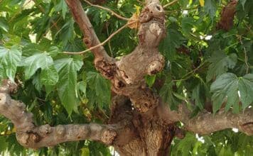 Ενημέρωση για τις ξηράνσεις κλάδων ή και ολόκληρων δένδρων μουριάς στον Δήμο Κηφισιάς