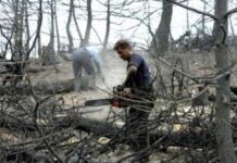 Κοπή καμένων δέντρων σε ιδιωτικά περιφραγμένα οικόπεδα – Σε ποιες περιπτώσεις θα υπάρξει συνδρομή του Δήμου