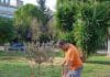 8 νέες ελιές φυτεύτηκαν στο Ηλιακό Χωριό από συνεργείο του Δήμου Λυκόβρυσης – Πεύκης