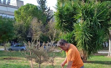 8 νέες ελιές φυτεύτηκαν στο Ηλιακό Χωριό από συνεργείο του Δήμου Λυκόβρυσης – Πεύκης