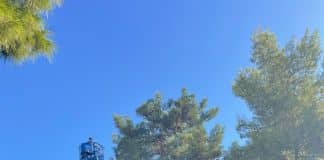 Παρεμβάσεις για τον περιορισμό του πληθυσμού της κάμπιας πραγματοποιεί ο Δήμος Ηρακλείου Αττικής